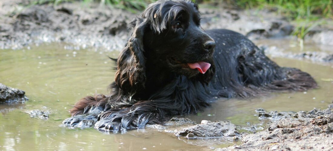 Kąpiel psa: Jak wykąpać psa i co należy wiedzieć