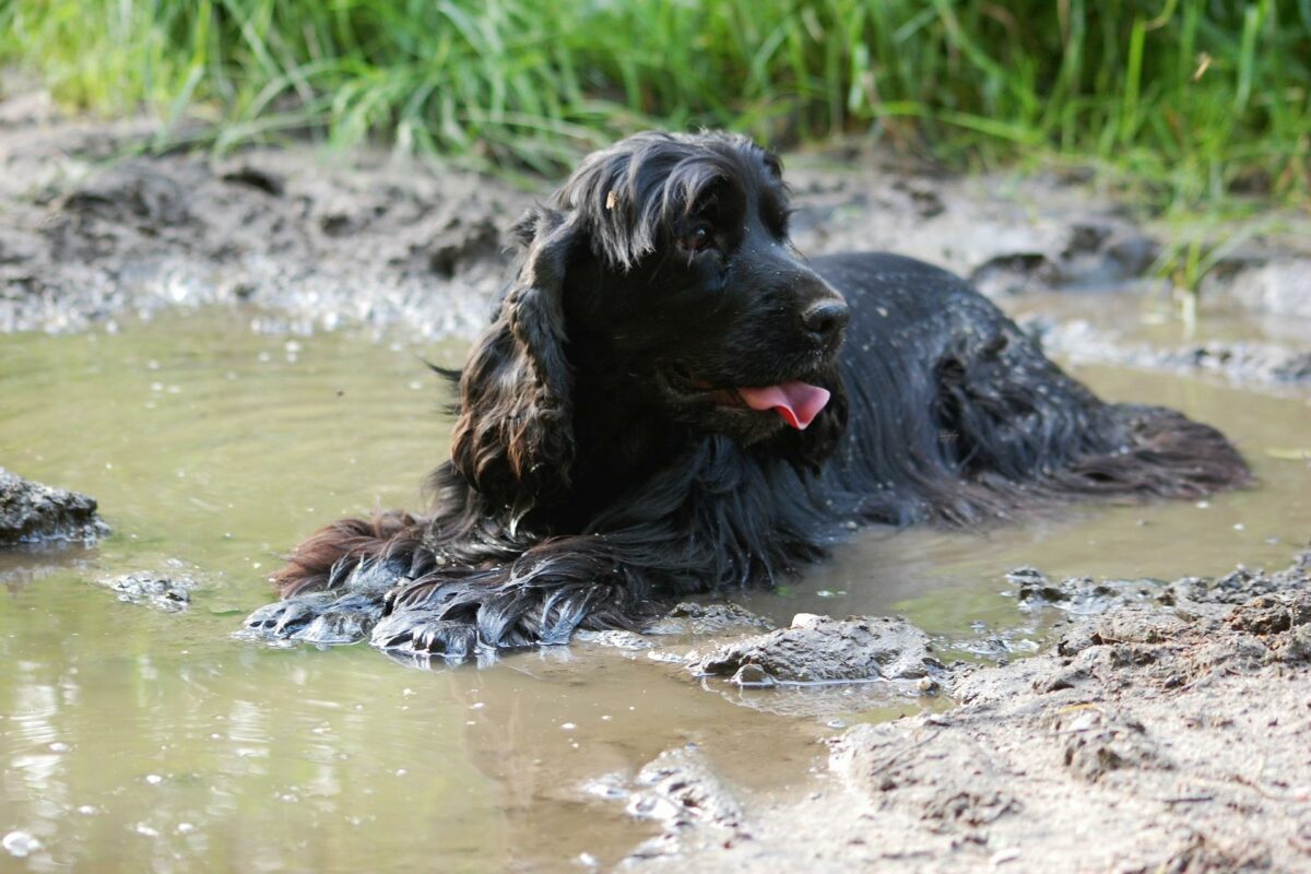 Kąpiel psa: Jak wykąpać psa i co należy wiedzieć