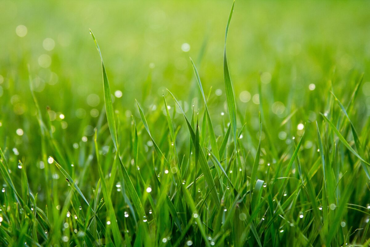 Aeracja trawy – dlaczego warto ją zrobić i jak działa?